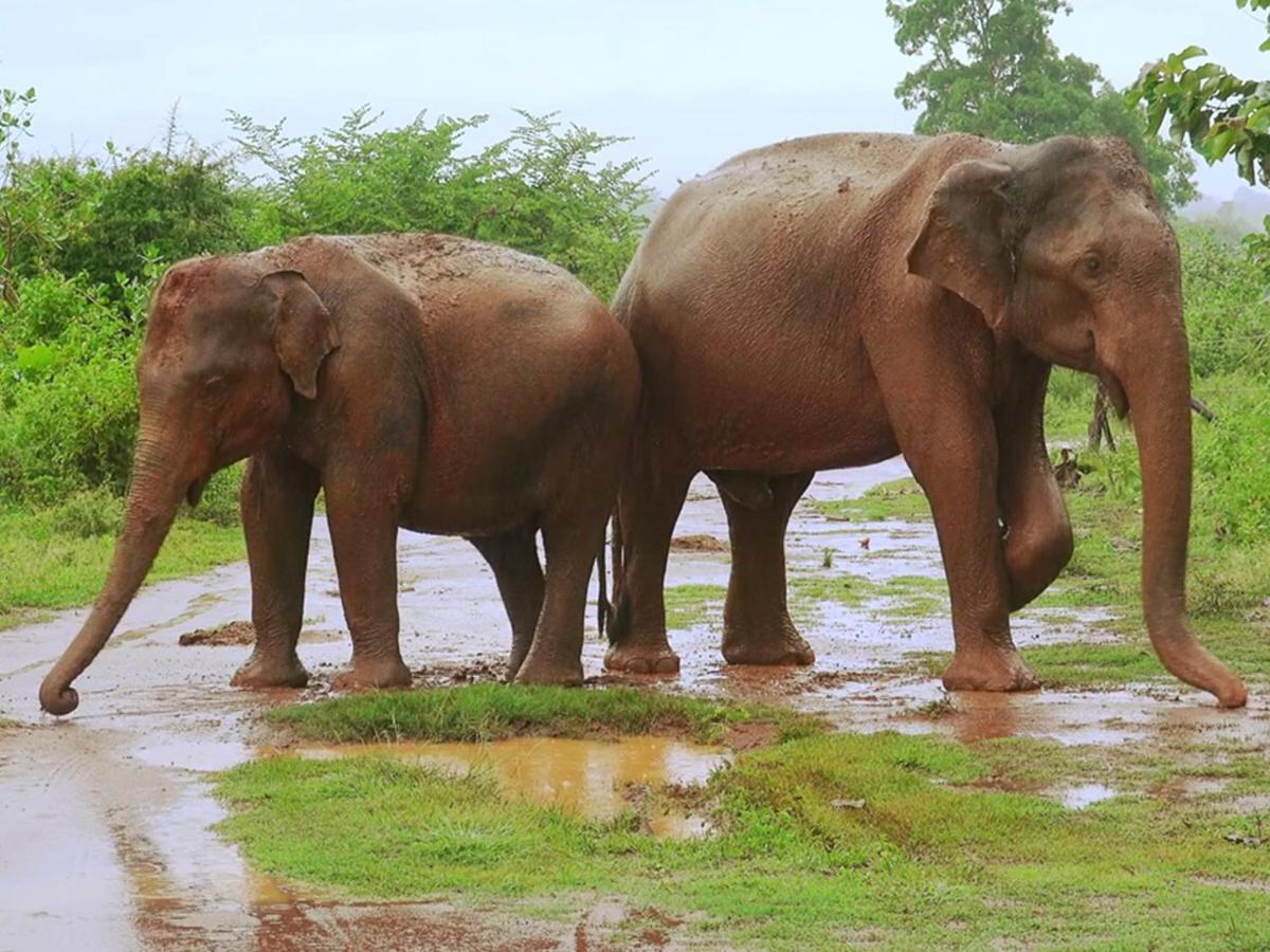 Travellers Halt Hotel Ratnapura Bagian luar foto